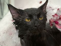-Pets First伊珊娜洗护·精致美容·家庭式寄养(新会路店)