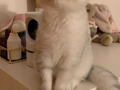 -猫大福·Fortune Cat猫舍(百子湾店)