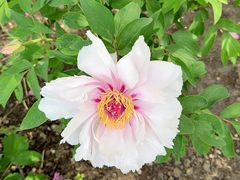 -黑龙江省森林植物园