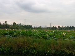 -白鹭湾湿地公园