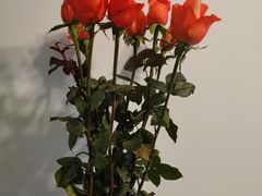 -桂满陇·桃花院落(长泰广场店)