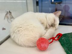 -babydoll猫舍·米努特·德文·缅因(久光中心店)