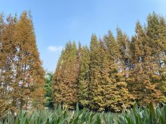 -桤木河湿地公园