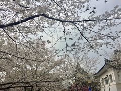 -武汉大学-樱园
