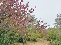 -香雪海