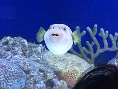 -珠海横琴长隆《卡卡虎奇遇记》