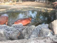 -清迈夜间动物园