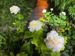 -酉嘉瑜伽YO+YOGA