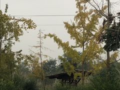 -白鹭湾湿地公园