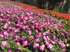 -广州莲花山旅游区