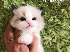 -Bastet sally猫舍购宠(静安店)
