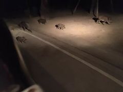 -清迈夜间动物园