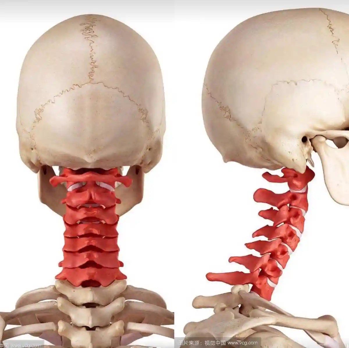 揭秘颈椎骨骼小秘密