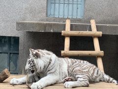 -西安秦岭野生动物园