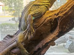 -酷以爬仙阁实体爬宠店·守宫·蜥蜴·专业繁育