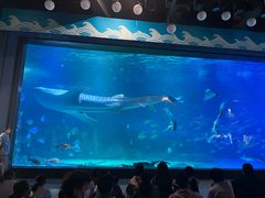 -烟台海昌鲸鲨海洋公园
