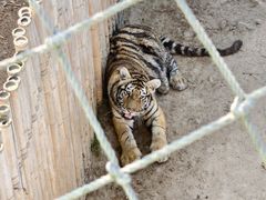 -西霞口神雕山野生动物世界