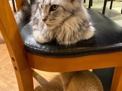 -猫小院猫主题餐厅(三里屯店)