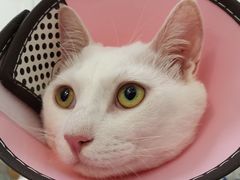 -可蒙动物医院·猫科·骨科中心(首义路店)