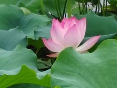 -荔湾湖公园