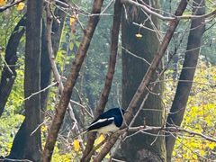 -重庆市江北嘴中央商务区中央公园