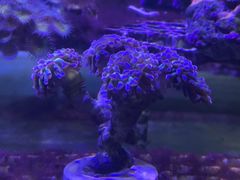 -白佛花鸟鱼虫批发市场小型宠物交易(东区)