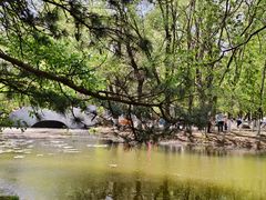 -长白岛森林公园