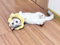 -联合动物医院(光谷诊疗中心)