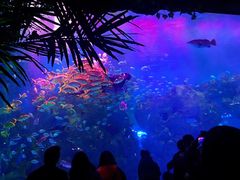 -芜湖新华联大白鲸海洋公园