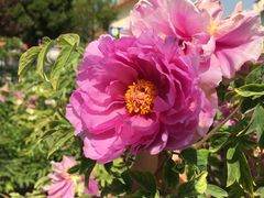 -曹州百花园