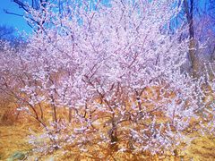 -北京西山国家森林公园