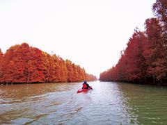 -上海海湾国家森林公园