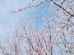 -石家庄市植物园