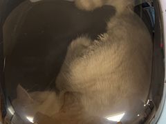 -伟伟宠物医院·CT影像中心·瑞派犬猫综合性门诊(汉口总院)