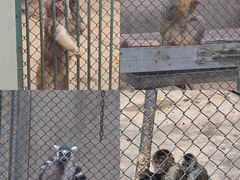 -合肥野生动物园