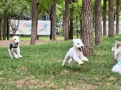 -爪吧宠物乐园 (温榆河示范区店)