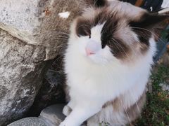 -喵屿·大理花园猫咖