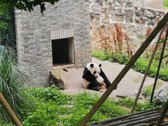 -都江堰中华大熊猫苑