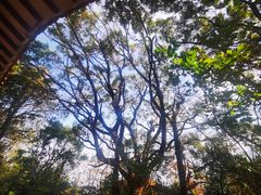 -深圳仙湖植物园