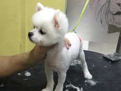 -酷狗靓猫宠物·洗护·美容·寄养(航北路店)