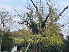 -上海佘山国家森林公园天马山园
