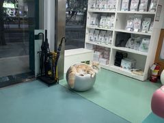 -瑞派先诺宠物医院•猫专科•普外科•中兽医(佛山院)