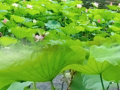 -荔湾湖公园