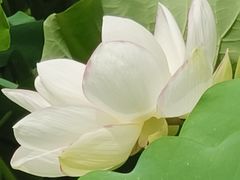 -莲湖公园