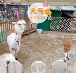 -萌宠亲子动物乐园(槐房万达店)