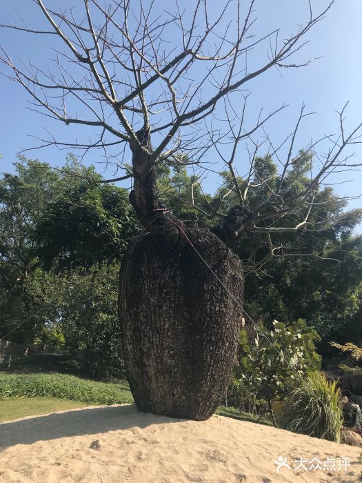 廈門市園林植物園-圖片-廈門景點/周邊遊-大眾點評網