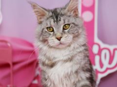 -翊宠yipet猫狗购宠庄园