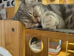 -平行世界·猫咖(首经贸店)