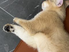-lincat·猫舍(广州店)