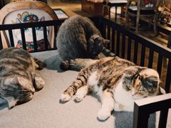 -more than meow吴止猫主题餐厅(承德 中船汇店)